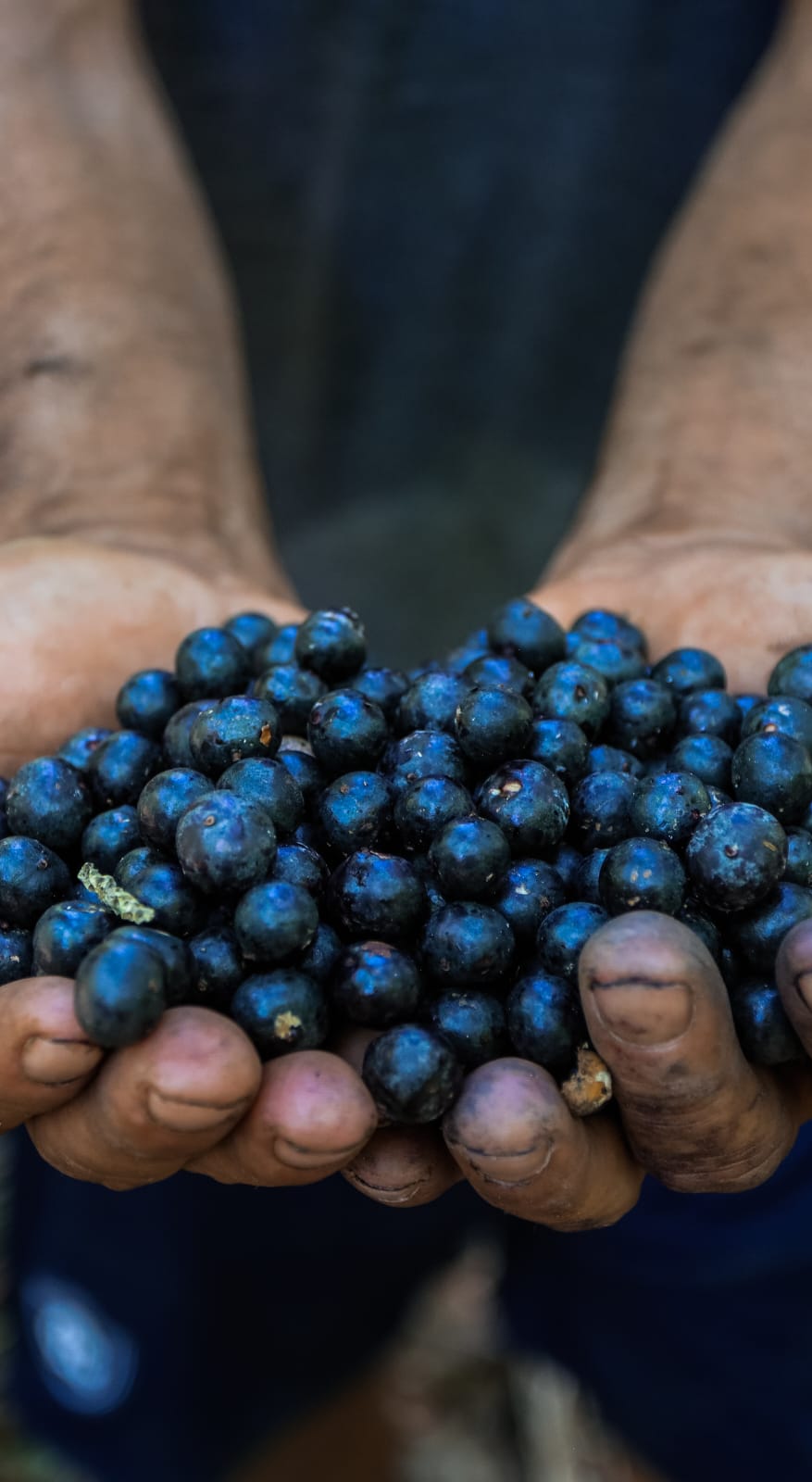 5 Reasons Açaí Is the Most Powerful Superfood You Can Eat