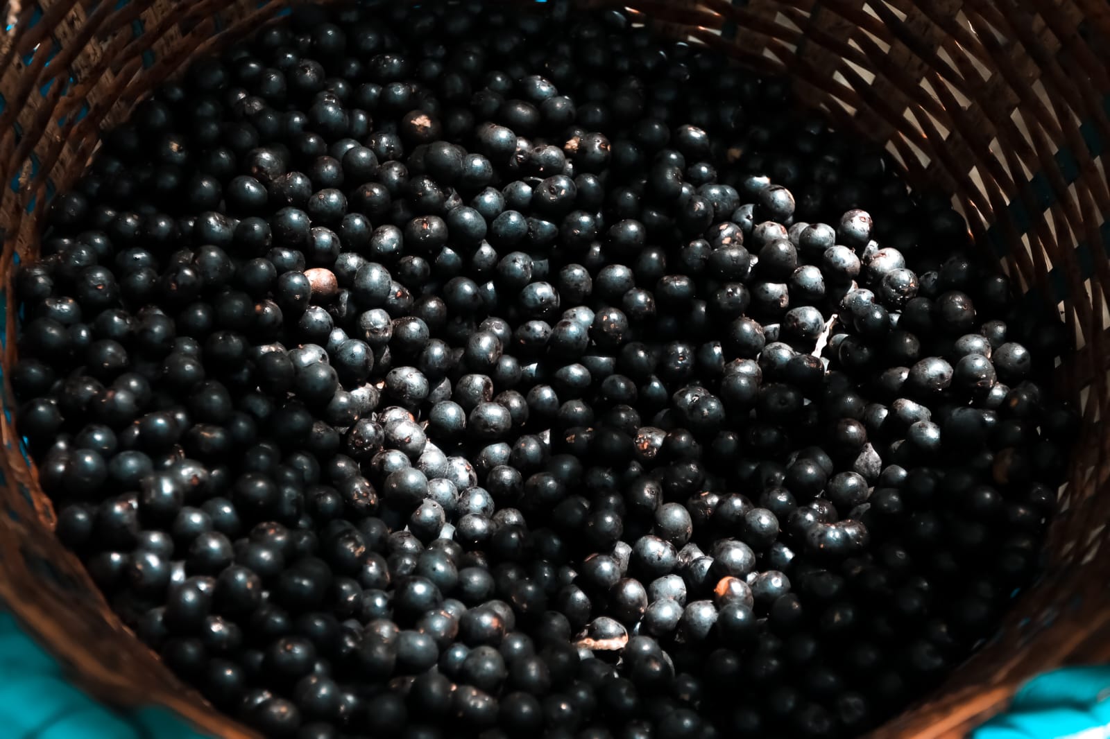 Açaí Plantations: How the Berry Is Grown and Harvested in Pará
